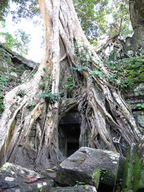 Baumtür, Cambodia, Angkor Wat by reisemonster
