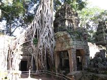 Urwaldbaum, Cambodia, Angkor Wat von reisemonster