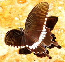 Schmetterling von reisemonster