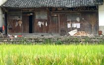 Hütte im Reis von reisemonster
