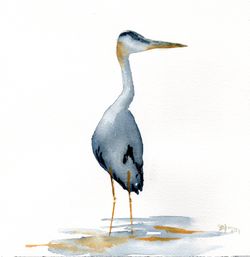 Great-blue-heron
