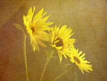 sunflower trio von Franziska Rullert