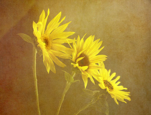 Sunflower-trio
