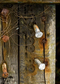 Nails in Wood by Liz Alderdice