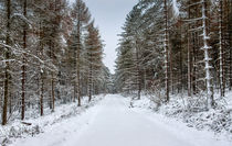 Winter Spruce von David Tinsley