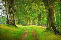 Waldweg mit alten bäumen von m-stein-christ