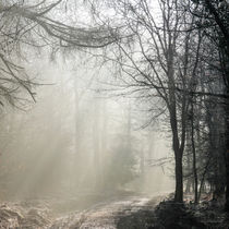 Misty Forest Sunrise by David Tinsley