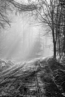 Mist In The Forest von David Tinsley