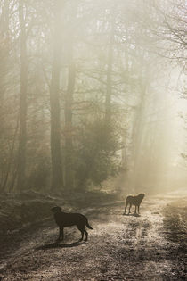 Misty Woodland Walk by David Tinsley