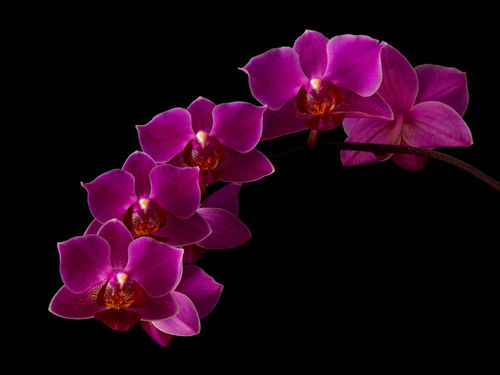 Orchidee-05-mehrraum
