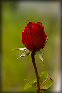 Red Rose by Liz Alderdice