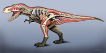 T-Rex anatomy by Fernando Ferreiro