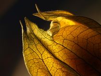 Laternenlicht (Physalis)  by Dagmar Laimgruber
