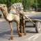 Reisemonster-indien-rajasthan-bikaner-camel-strasse-impressionen004-backup-20130223102802