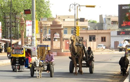 Reisemonster-indien-rajasthan-bikaner-cow-strasse-animals-camel-tuktuk-impressionen003-backup-20130223102804