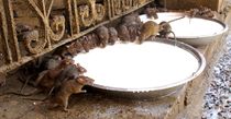 trinkende Ratten by reisemonster