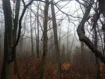 Ghostly Woods von Joel Furches