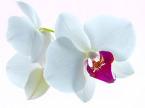 Orchideenblüte von Ralf Nentwig