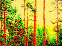 Sunny forest by Pauli Hyvonen