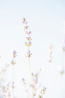 Lavender flowers in sunlight von Lars Hallstrom