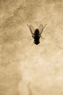 Fly on the wall by Lars Hallstrom