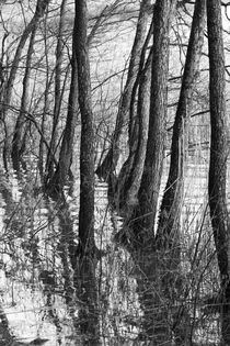 Reflections of trees von Andras Neiser