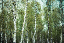 birch trees by hannes cmarits