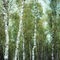 'birch trees' von hannes cmarits