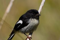 North Island Tomtit by Andras Neiser