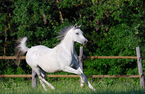 Arabian horse von Tamara Didenko