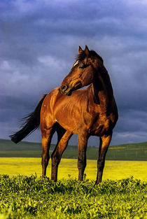 Horse Portrait von Tamara Didenko