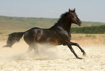 Horse running by Tamara Didenko
