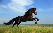 Friesian horse running by Tamara Didenko