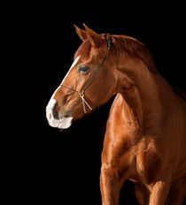 Horse portrait von Tamara Didenko
