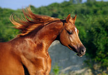 Horse portrait von Tamara Didenko