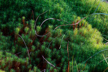 Tangle of mosses von Intensivelight Panorama-Edition