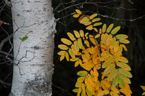 Rowan sapling in autumn von Intensivelight Panorama-Edition