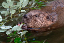 Beaver feeding on leaves von Intensivelight Panorama-Edition