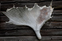 Moose antler by Intensivelight Panorama-Edition