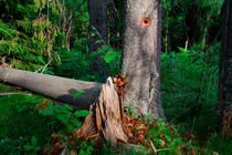 Woodpecker's tree von Intensivelight Panorama-Edition
