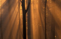 Misty autumn forest von Intensivelight Panorama-Edition