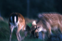 Fighting fallow deer by Intensivelight Panorama-Edition