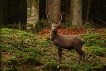 Red deer stag von Intensivelight Panorama-Edition