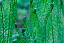Young fern leaves by Intensivelight Panorama-Edition