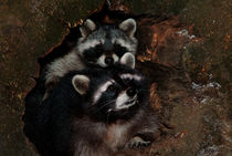 Two raccoons von Intensivelight Panorama-Edition