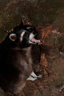 Yawning raccoon von Intensivelight Panorama-Edition