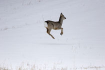 Bouncing roe buck by Intensivelight Panorama-Edition