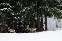 Fleeing roe deer by Intensivelight Panorama-Edition