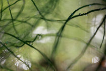 Horsetail abstract by Intensivelight Panorama-Edition