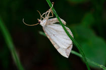 White moth by Intensivelight Panorama-Edition